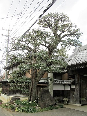 庭木の手入れ/茨城、つくばみらい市、庭、庭師、造園、庭木、植木