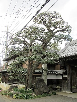 庭木の手入れ/茨城、つくばみらい市、庭、庭師、造園、庭木、植木