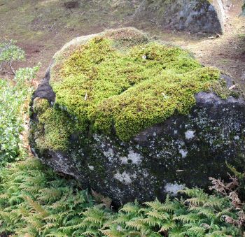 庭さびがのり苔むした筑波石の表情｜庭石、筑波石、筑波山