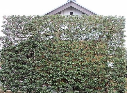 庭木の剪定9/茨城県、つくば市、庭、庭師、造園