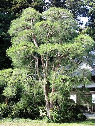 庭木の手入れ（アカマツ）/茨城県牛久市、庭、庭木、植木、庭師、造園