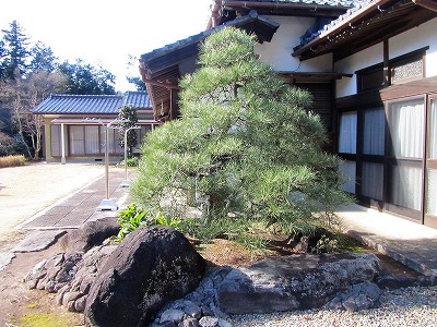 庭木の手入れ（クロマツ）/茨城県つくば市、庭、庭木、植木、庭師、造園