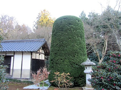 庭木の剪定 チャボヒバ 茨城県つくば市 有 古平園