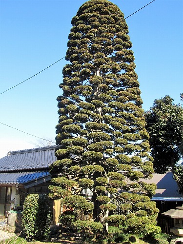 庭木の手入れ チャボヒバ 茨城県つくばみらい市 有 古平園