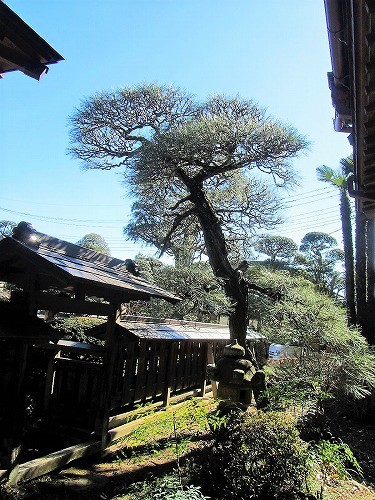 庭木の手入れ7/茨城県つくば市、庭