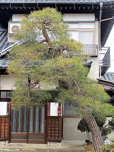 庭木の剪定8/茨城、つくば、庭師、庭木、造園