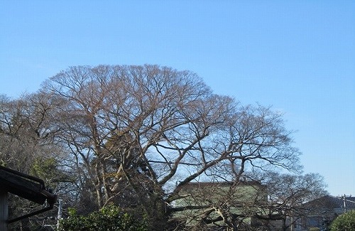 庭木の手入れ 剪定 方法 より自然な剪定手法を目指して 有 古平園