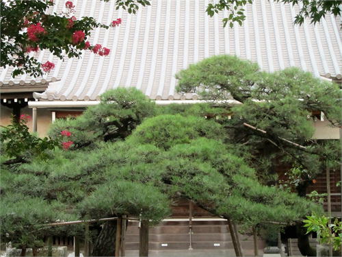 土浦市・お寺の庭木手入れ