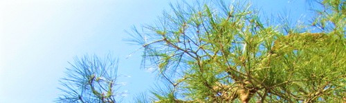 鋭くとがった葉が特徴で冬に緑を保ち続ける松は「長寿」の象徴/松竹梅１