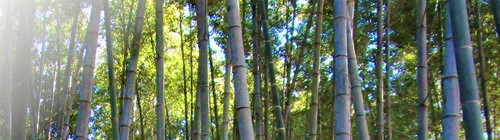春に幾つもの筍をだし一気に成長する竹は「生命力」「子孫繁栄」の象徴/松竹梅２