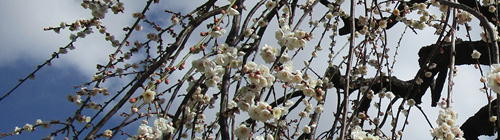 厳しい寒さに耐え蕾をほころばせる梅の花は「高潔」「清らかさ」の象徴/松竹梅３
