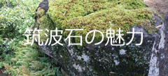 筑波石の魅力｜茨城県を代表する庭石「筑波石」